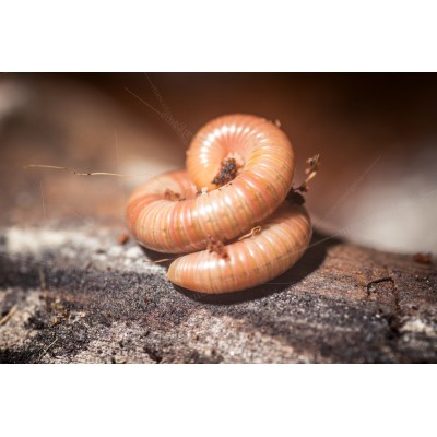 Milpies - Spirostreptus s. 1 tanzania